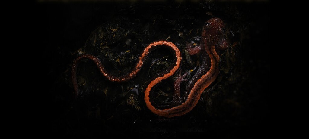 Documentário sobre Salamandra Dourada é exibido do Centro de Interpretação da Pateira de Frossos