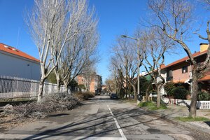 Reforço na monitorização e cuidados especializados com as árvores