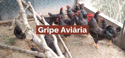 GRIPE DAS AVES – INFORMAÇÃO E PREVENÇÃO
