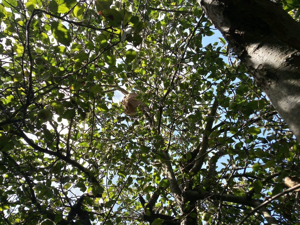 MUNICÍPIO DE ANADIA ELIMINOU MAIS DE 260 NINHOS DE VESPA ASIÁTICA EM 2019