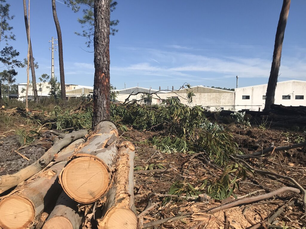 Autarquia limpa terrenos junto a zonas industriais e rede viária
