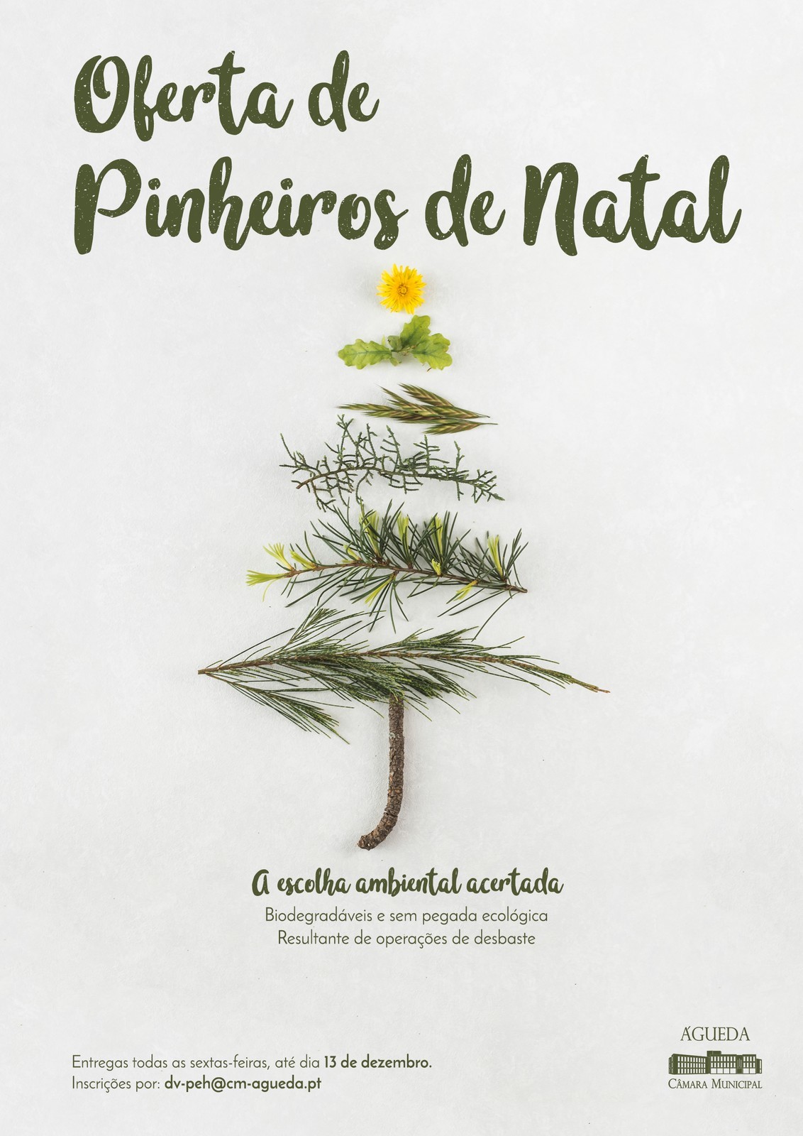 A Câmara Municipal de Águeda está a oferecer pinheiros de Natal