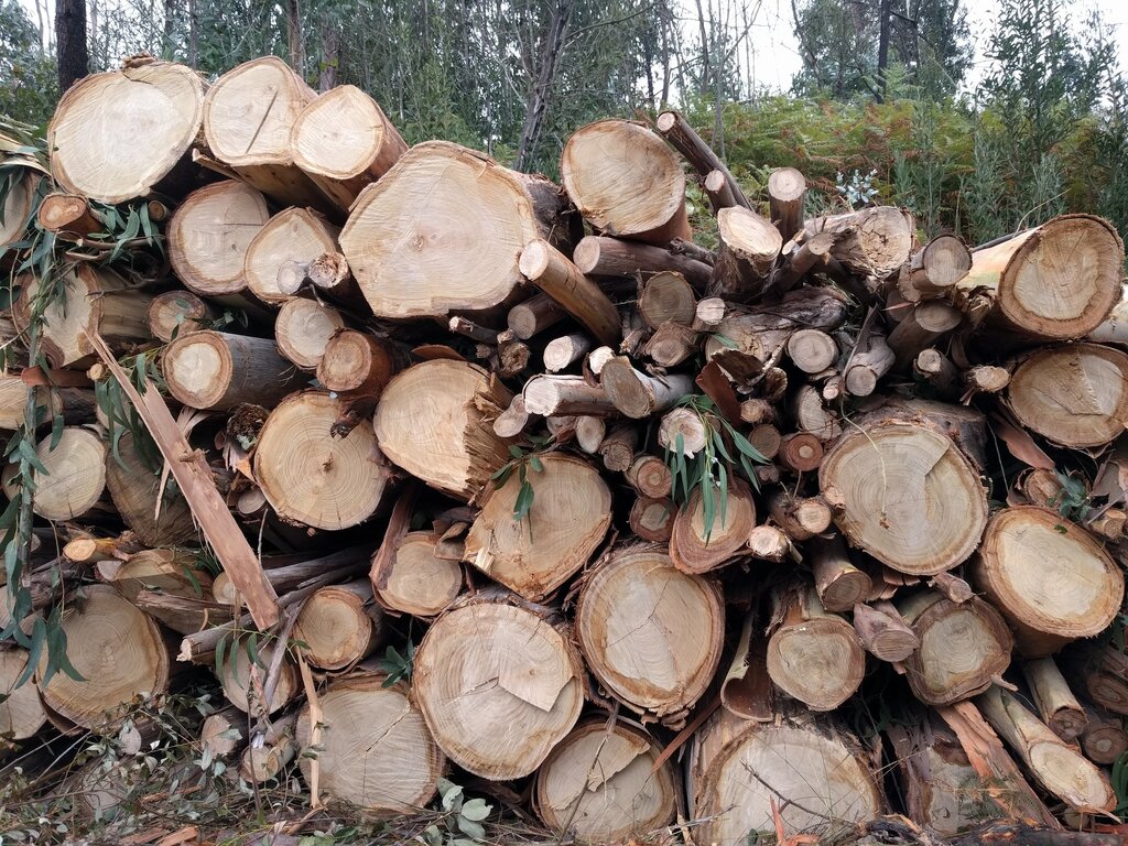 Hasta Pública - Venda de material lenhoso