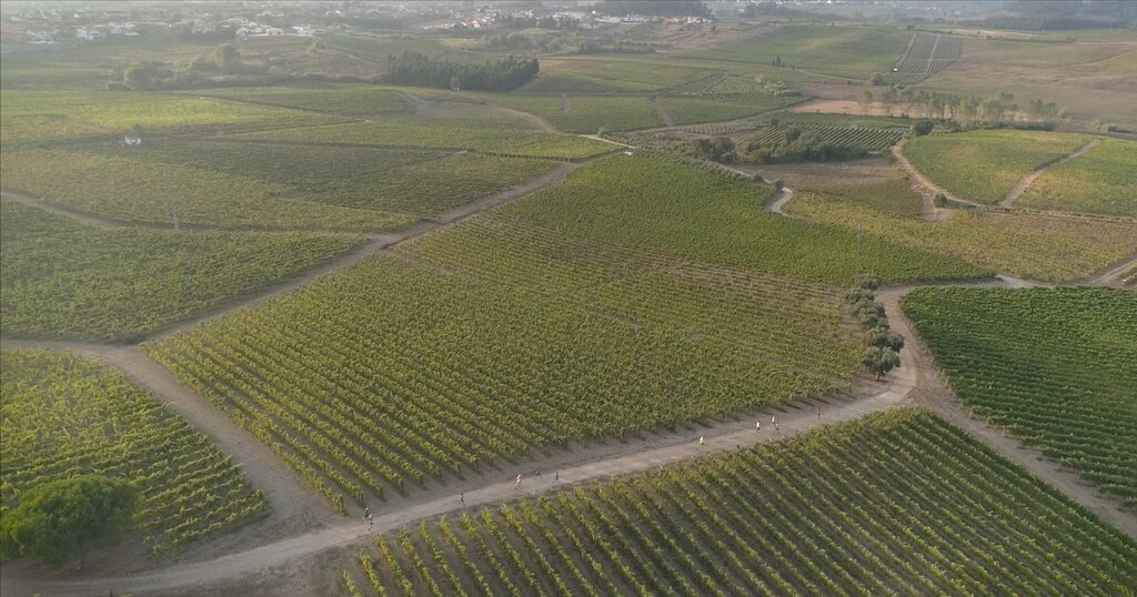 “ANADIA WINE RUN” REGRESSA EM MARÇO