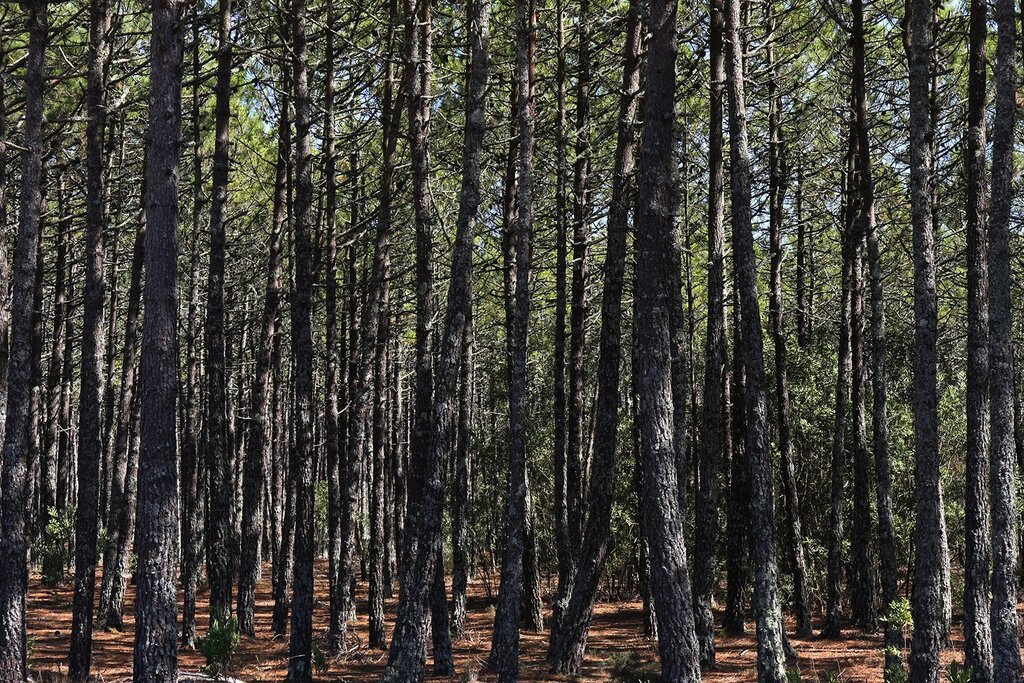 APROVADO REGULAMENTO DE FUNCIONAMENTO DA CMDF