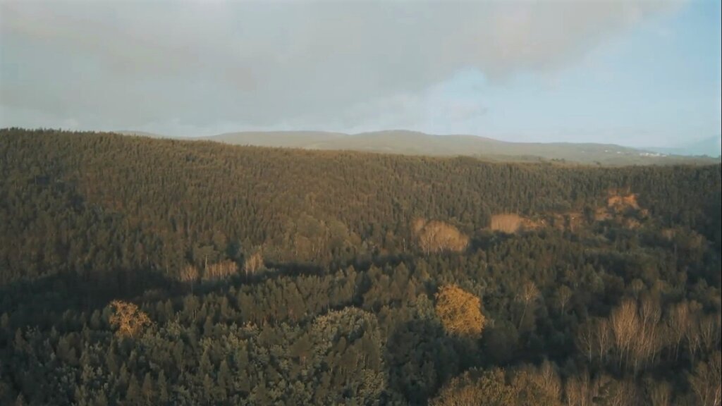 Prolongamento do prazo para a limpeza de terrenos florestais