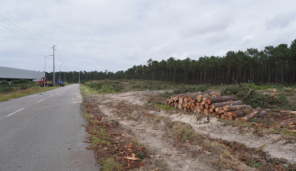 Execução de faixas de gestão de combustível na Zona Industrial da Mota, Gafanha da Encarnação