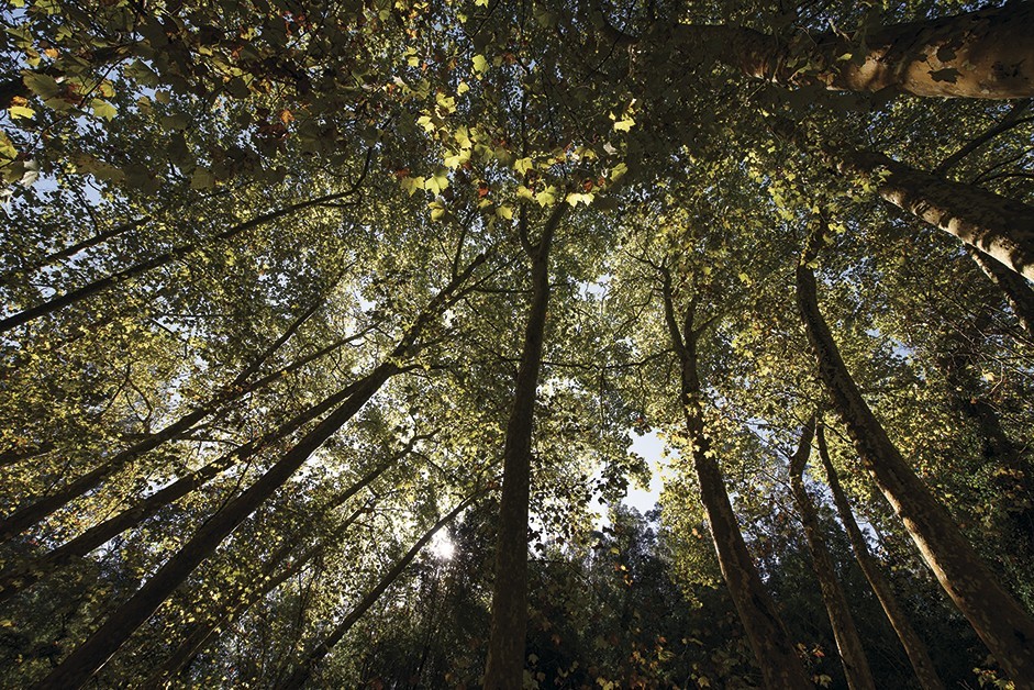 Vigilância móvel na floresta começa em julho