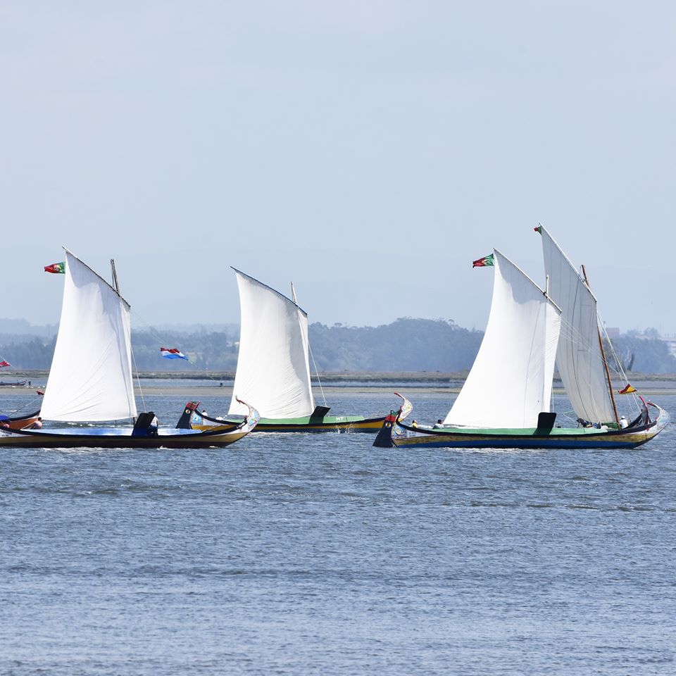 REGATA DE BARCOS MOLICEIROS VAI LIGAR A TORREIRA À CIDADE DE AVEIRO