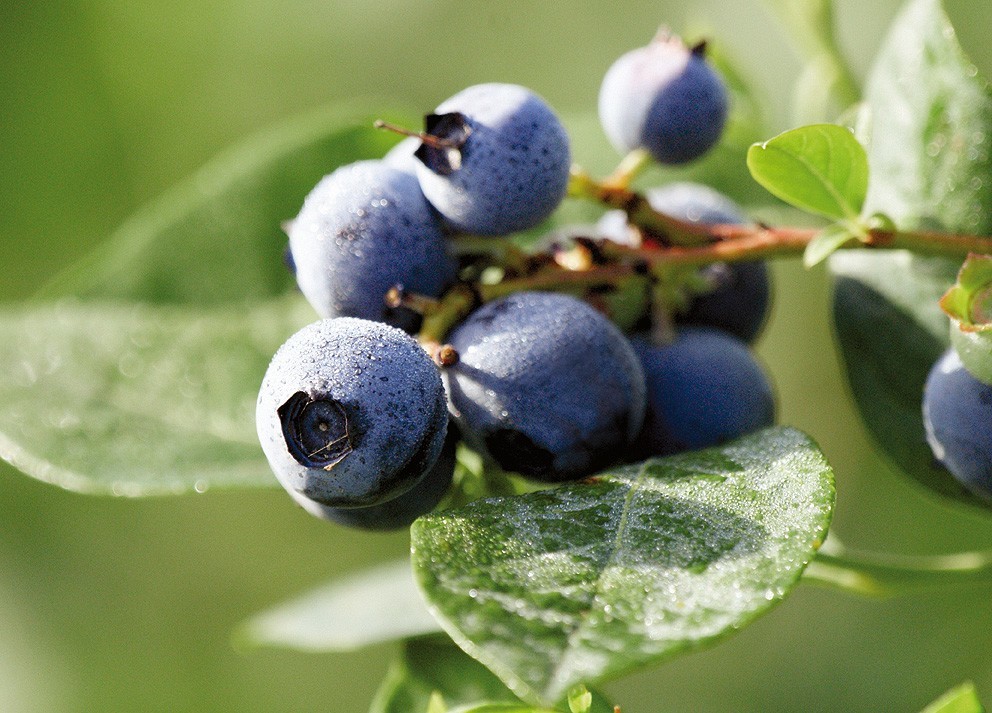 Sever do Vouga - Capital do Mirtilo 