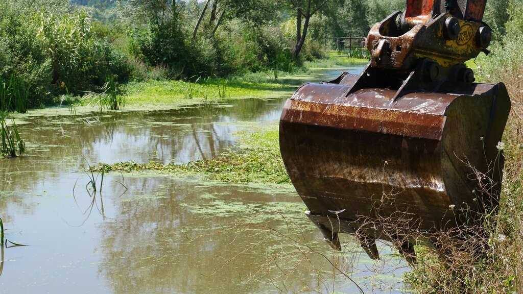 Câmaras de Águeda e de Oliveira do Bairro retiram espécies invasoras do Rio Cértima