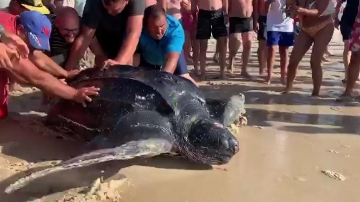 PESCADORES DA TORREIRA DEVOLVEM TARTARUGA GIGANTE AO MAR  