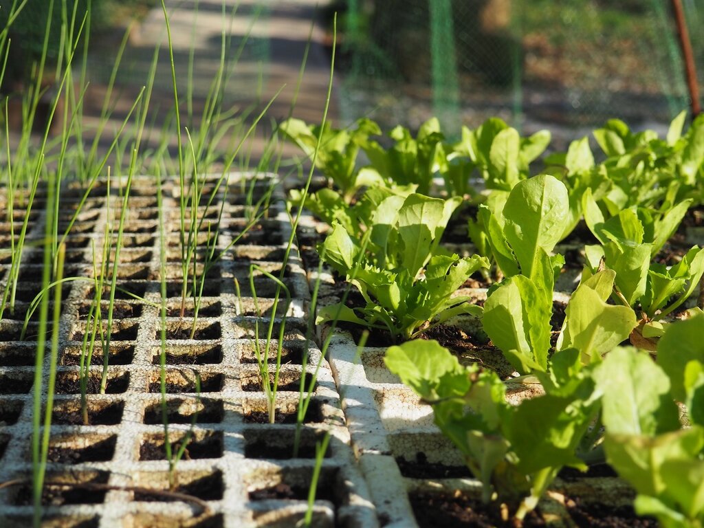 Abertura de candidaturas para pequenos investimento nas explorações agrícolas