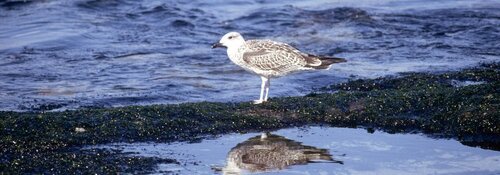 GAC-RA participa em projeto de avaliação de ecossistemas marinhos