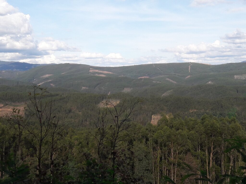 Consulta pública - Plano Municipal de Defesa da Floresta Contra Incêndios do Município de Alberga...