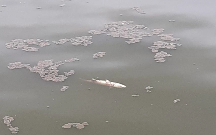 Descargas poluentes na Pateira de Fermentelos