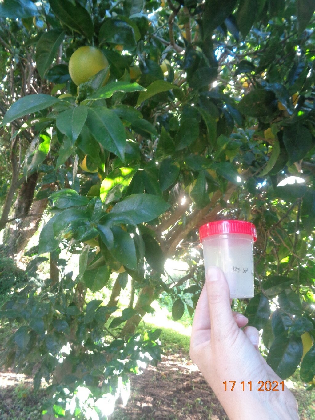 NOVO EDITAL -  CITRINOS INFESTADOS COM A PSILA AFRICANA DOS CITRINOS - Trioza erytreae (Del Guercio)