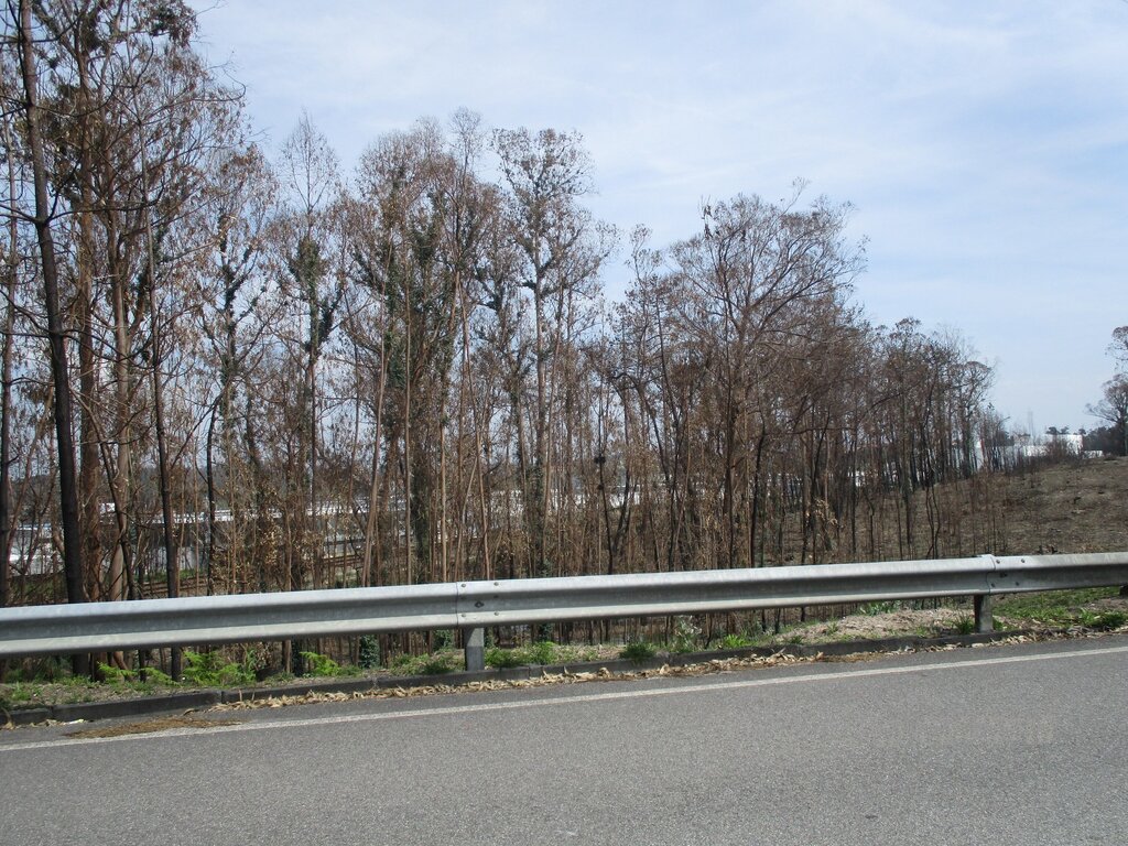 Manutenção, corte e remoção de árvores junto às vias rodoviárias 