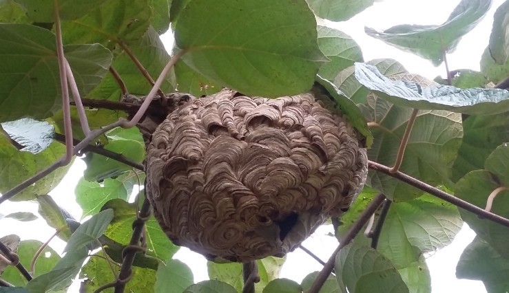 Câmara de Águeda desativou mais de 1.100 ninhos de vespa asiática este ano