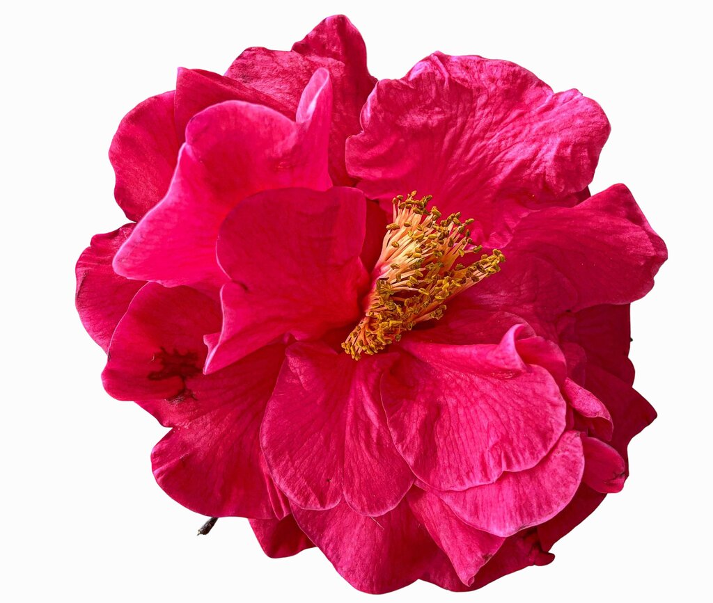 Festival  das Camélias