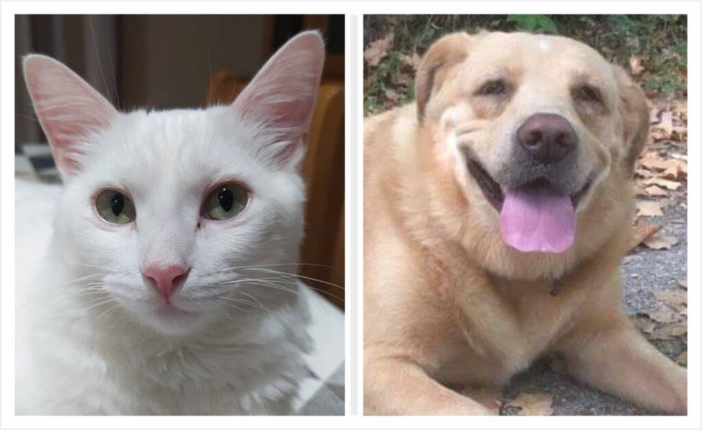 Associação Quatro Patas e Focinhos