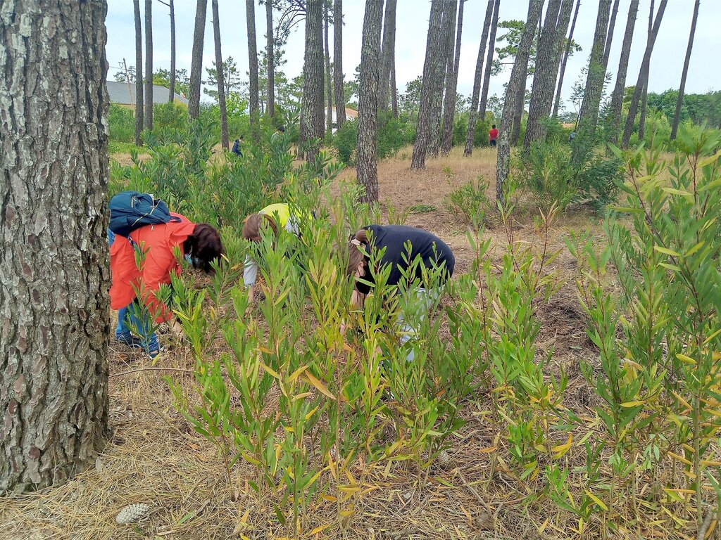 ATIVIDADE "CAÇA À ACÁCIA"