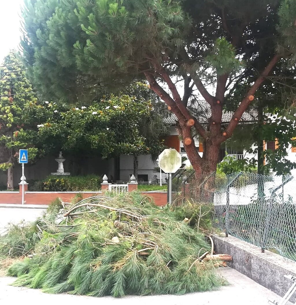 Fotografia de árvores cortadas